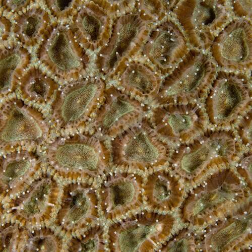 Close-up of star coral polyps