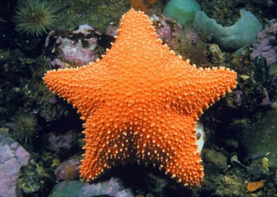 Horse Star