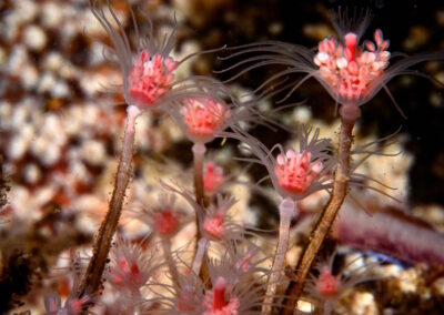 The are Pink Hearted hydroids, members of the class Hydrozoa. They look like delicate plants but they are animals that sting and capture food.