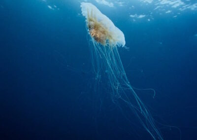 The Lion's Mane Jelly is a venomous Scyphozoan which can sting people with its long tentacles. Since the tentacles can hang so far down, the jelly can use these tentacles to kill fish which swim through them without ever seeing the jelly itself way up above! This is an example of a cnidarian with a medusoid shape.