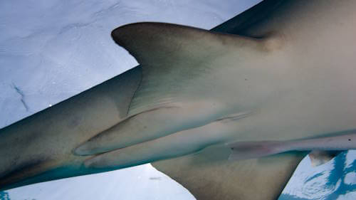 Ventral anatomy of a male shark showing claspers.