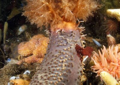 The Orange-footed sea cucumber lives in the North Atlantic. It resembles a football with tentacles at one end for feeding.