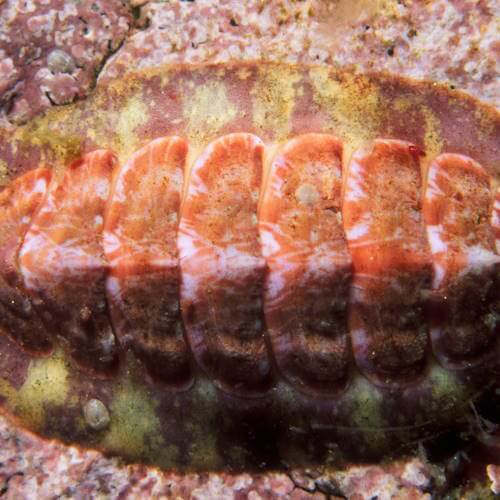 Chiton mollusk showing eight overlapping shell plates attached to a rock surface