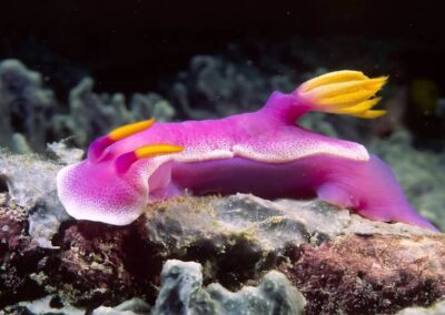 Colorful Gastropod: This is a nudibranch, basically a snail without a shell. The word "nudibranch" means naked gill. The tuft of yellow on the right side is the animal's gill cluster. Nobody is sure why some nudibranchs are so brightly colored. Some beleive that the coloration is aposematic, meaning that it tells other animals "Danger! I don't taste good!"
