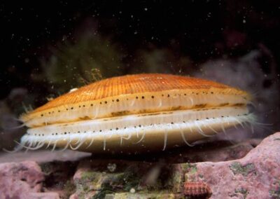 This is the scallop that most people never see. This bivalve has hundreds of tiny eyes to keep a lookout for predators (those are the tiny black dots around the opening). The animal feeds by filtering food from the water.