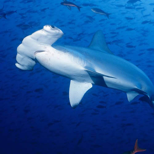 Scalloped hammerhead shark swimming underwater.