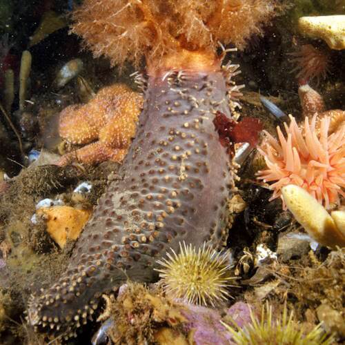 Sea cucumber showing full body structure on the seafloor