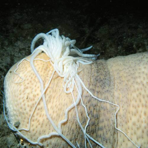 Sea cucumber ejecting Cuvierian tubules as a defense mechanism
