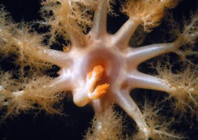 A sea cucumber's feathery tentacles. It catches plankton in its arms and then licks them off one at a time.
