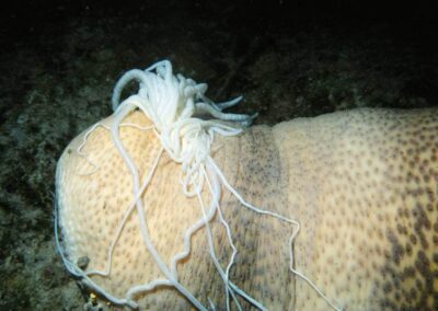 This sea cucumber is eviscerating a portion of its intestines to thwart an attack.