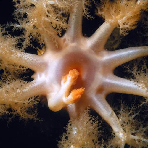 Sea cucumber feeding with extended tentacles underwater