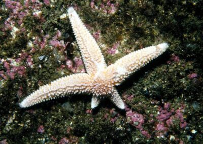 This Northern sea star, photographed in Massachusetts, is regenerating two lost arms. It will take over a year, but they will be good as new!