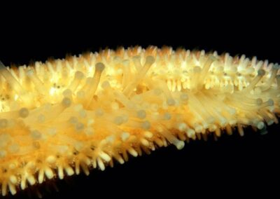 Sea Star tube feet