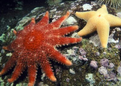 Two sea star species resting on underwater rocks