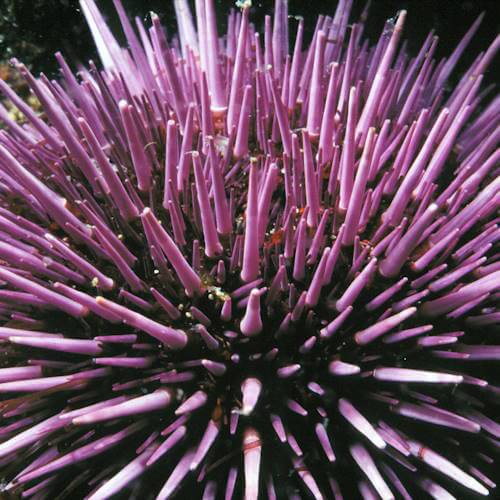 Close-up of a purple sea urchin showing sharp protective spines