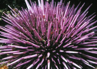 This Purple sea urchin from California has hundreds of pointy spines for protection.
