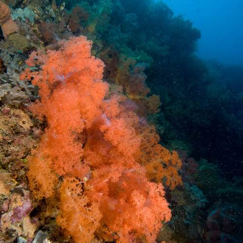 Close-up of soft coral polyps and spicules.