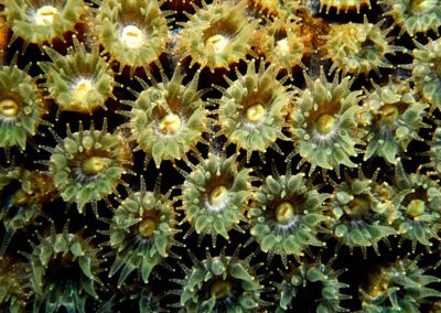 A coral colony consists of hundreds or thousands of tiny polyps. Each polyp is an individual animal (basically a small anemone) but they live together as a group.