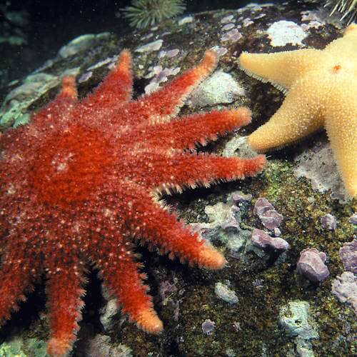 Two sea star species resting on underwater rocks