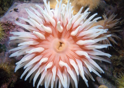 Tealia Anemone