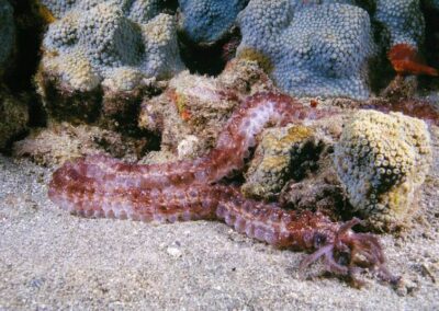 The Tiger Tail sea cucumber feeds on particles found in the sand on the bottom.
