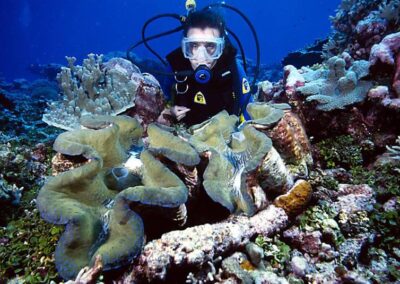 Giant Clams live in the tropical Indo-Pacific and reach several hundred pounds in weight. They have symbiotic algae in their mantle tissue that harvests the sun's energy so they need strong sunlight to survive.