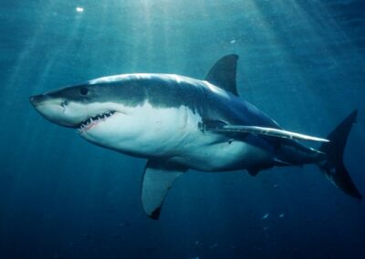 Great white shark swimming underwater viewed from the side.