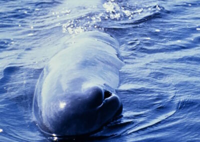 The Sperm Whale's blow hole is at an angle on the left side of its head. This causes its blow to shoot to the left. You can see in this photo how the blowhole looks like a pair of lips, and it works like one too. The whale closes the blowhole when it dives to keep the water out.