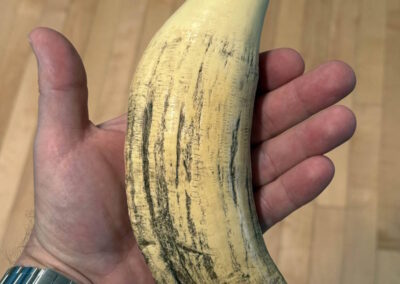 Large sperm whale tooth held in a human hand showing scale and texture