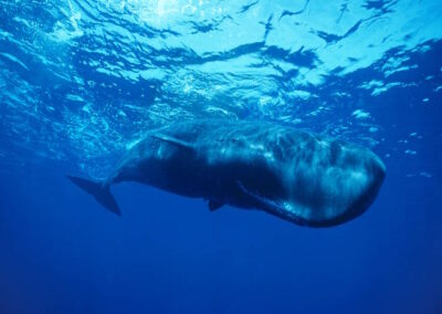 A Sperm whale playing at the surface of the Caribbean.