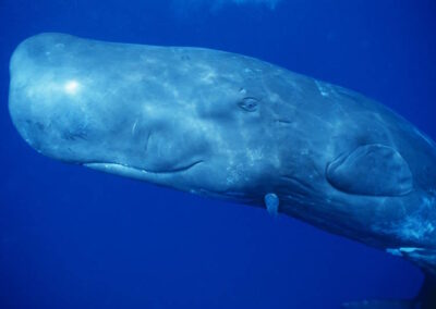 A Sperm whale calf investigating the camera!