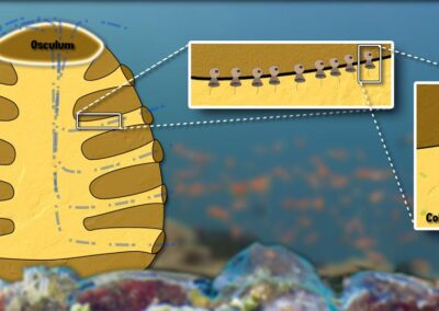 Diagram of a simple sponge