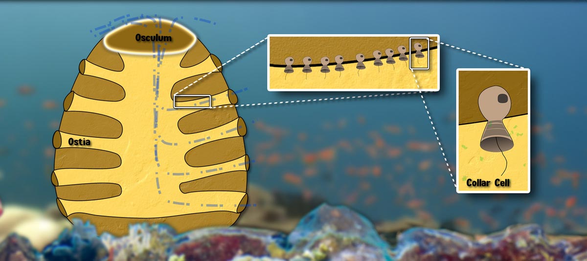 Diagram of a simple sponge