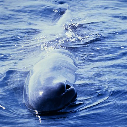 Close-up view of a sperm whale’s blowhole above the ocean surface