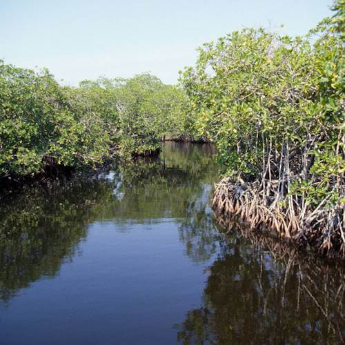 The brackish water of a mangrove.