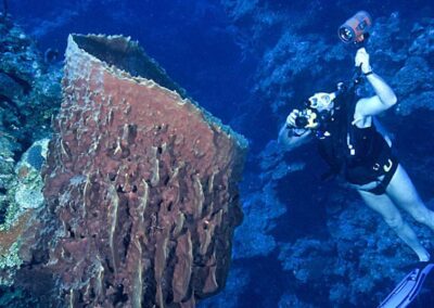 Some sponges grow quite large. This barrel sponge is nearly large enough for the diver to climb right inside! Other barrel sponges get even bigger than this.