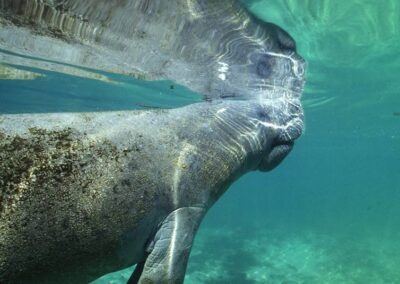 A manatee taking a breath at the surface.