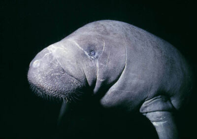 A manatee looking at the camera. Manatees are often quite curious.