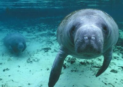 This is not Chessie, but a shot of a typical West Indian manatee in Florida.