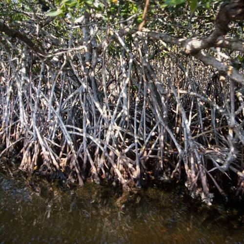 Mangrove roots.