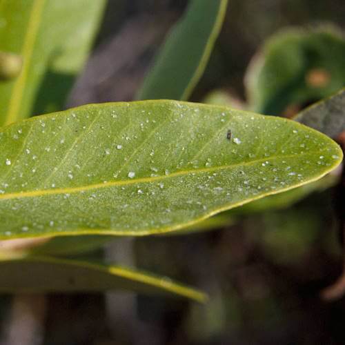 A leaf showing crystals of excreted salt.