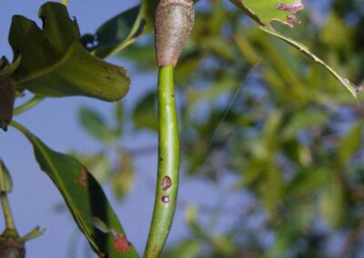 A mangrove seed, often called a "cigar." The root is at the bottom. It will fall off the tree and float root down until it floats into the right depth water.