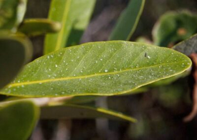 A leaf showing crystals of excreted salt.
