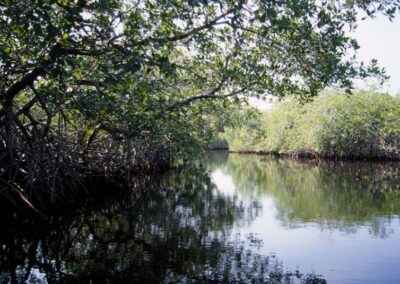 Mangroves provide valuable habitat for juvenile fish and protect shorelines from erosion.