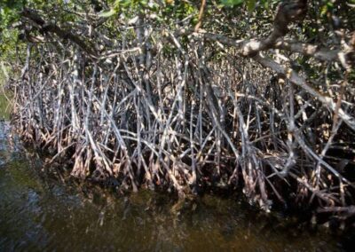 Mangrove roots.
