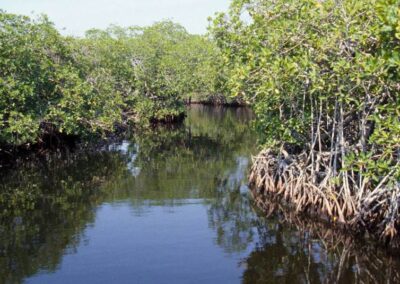 The brackish water of a mangrove.