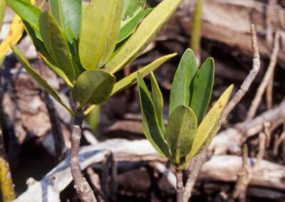 Seeds which have sprouted.