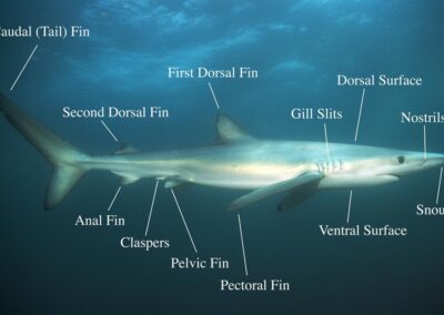 A picture of a shark with the various parts labeled