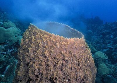 This barrel sponge is spawning.