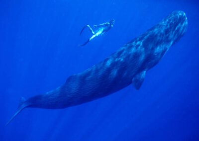 A Sperm whale and human